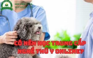 Có Nên Học Trung Cấp Nghề Thú Y Online?