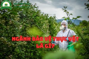 Ngành Bảo Vệ Thực Vật Là Gì? Ngành Bảo Vệ Thực Vật ra trường làm gì?