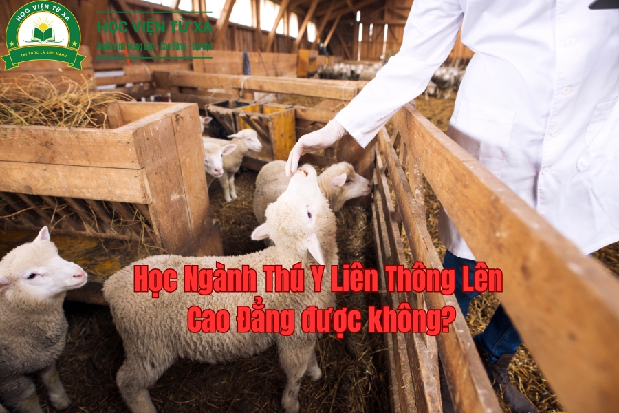 Học Ngành Thú Y Liên Thông Lên Cao Đẳng được không?