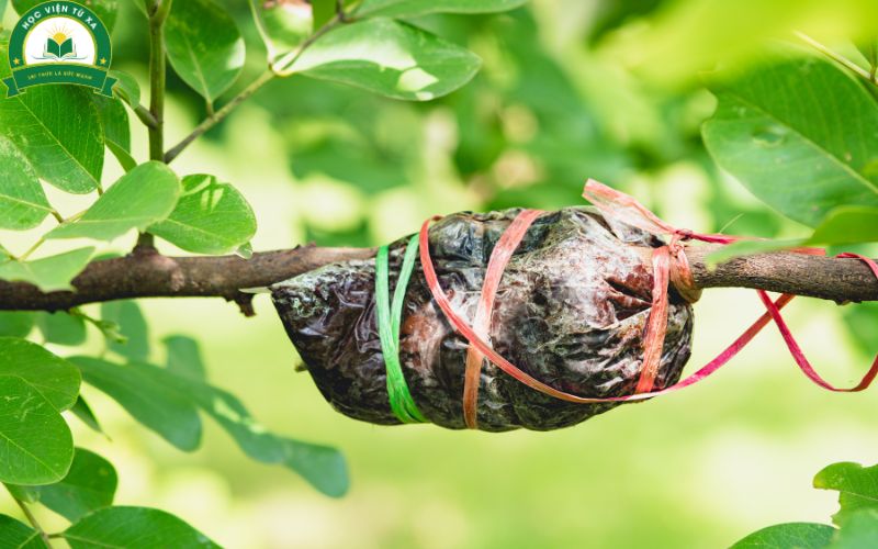 Kỹ Năng Cần Thiết Để Thành Công Trong Ngành Học Bảo Vệ Thực Vật