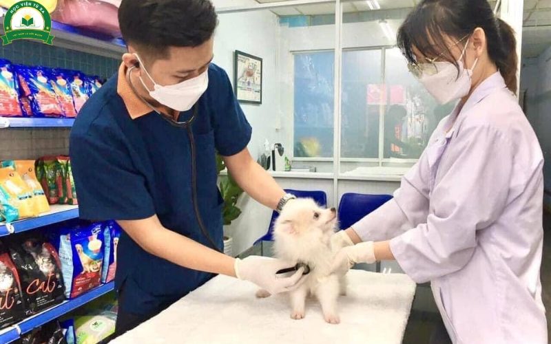Học Văn Bằng 2 Trung Cấp Thú Y Là Gì?