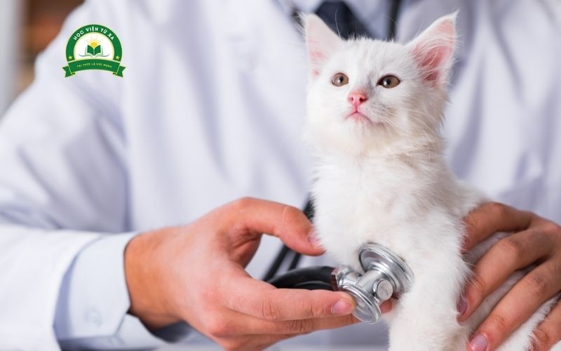 Tại sao nên học Trung cấp Thú y vừa học vừa làm?