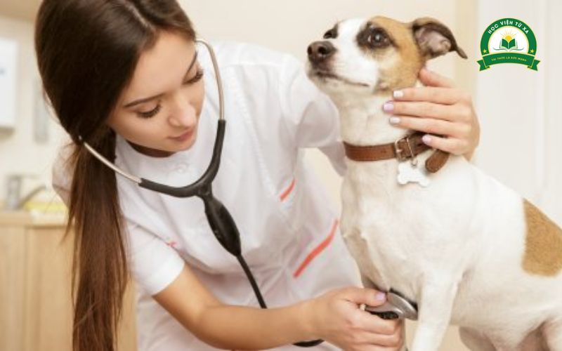 Có nên học Trung cấp Thú y cấp tốc không?