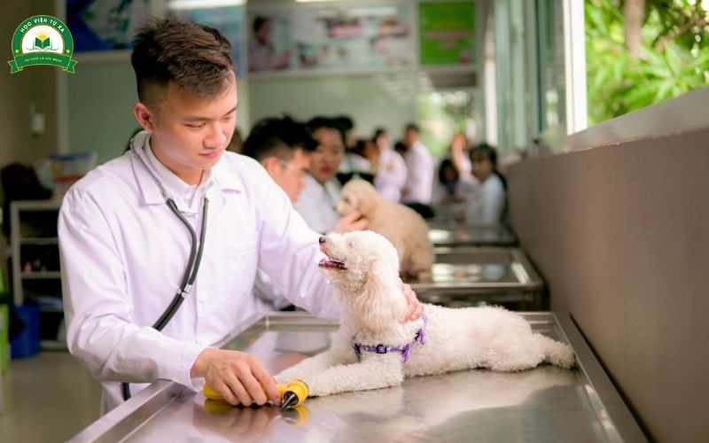 Chương trình Trung cấp Thú y Online