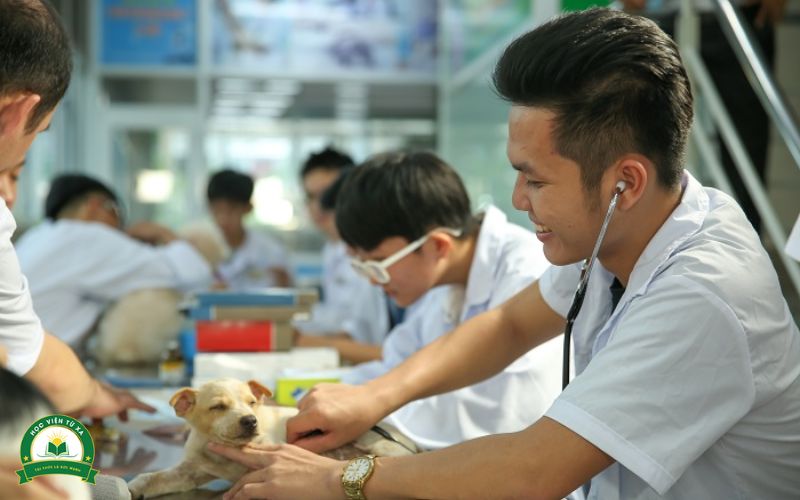Có nên học Trung cấp Thú y Online không?
