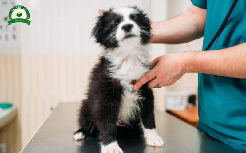 Trung cấp Thú y Từ xa học xong ra làm gì?