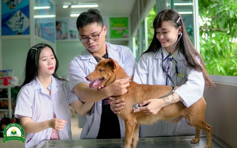 Cao đẳng Thú Y là gì?