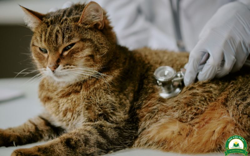 Hình thức xét tuyển lớp học Trung cấp Thú y Từ xa