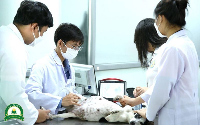 Học Cao đẳng Thú Y mất bao lâu?