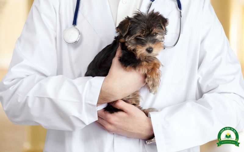 Học phí Cao đẳng Thú Y tại tuyensinhtuxa.edu.vn là bao nhiêu?