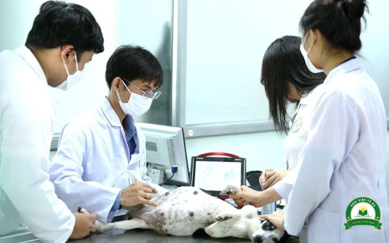 Bác sĩ Thú y là làm gì?