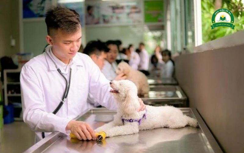 Có thể học Bác sĩ Thú y từ xa không?