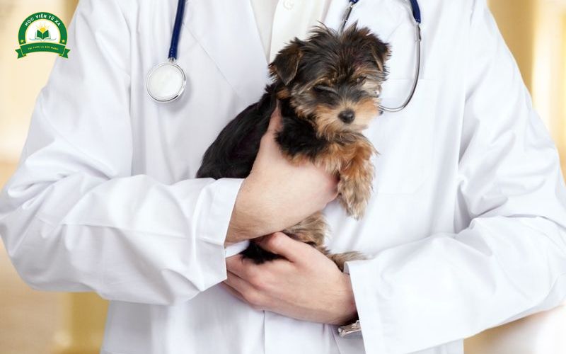 Làm sao để tăng thu nhập trong nghề Bác sĩ Thú Y?