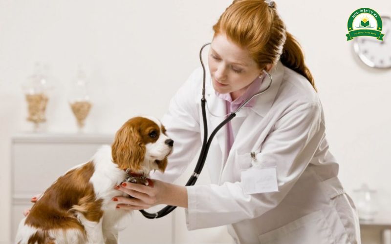 Những ai nên học liên thông Trung cấp lên Đại học ngành Thú y?