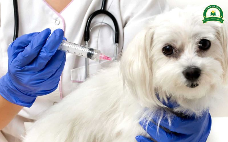 Thời gian học Liên thông Trung cấp lên Đại học ngành Thú Y khoảng bao lâu?