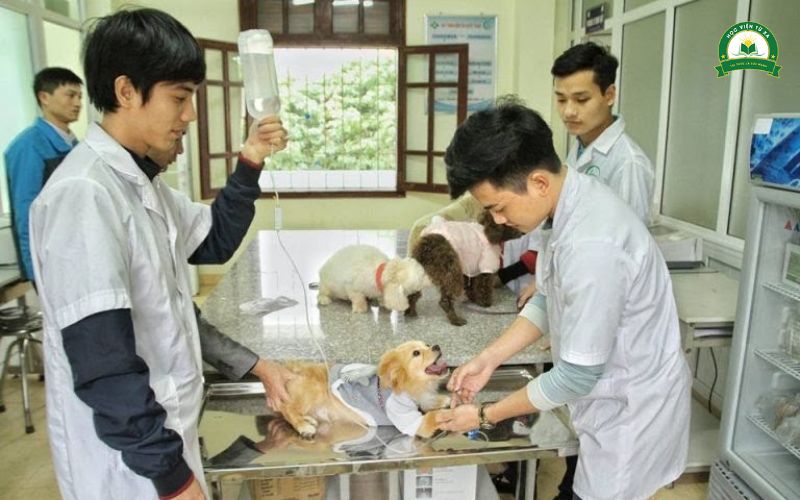 Trường đào tạo liên thông ngành Thú Y