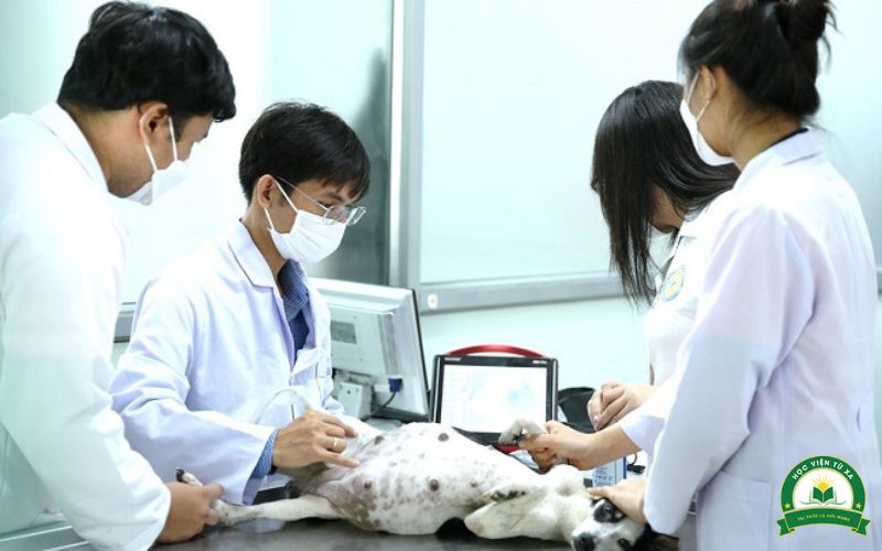 Việc làm sau khi tốt nghiệp liên thông bác sĩ Thú Y