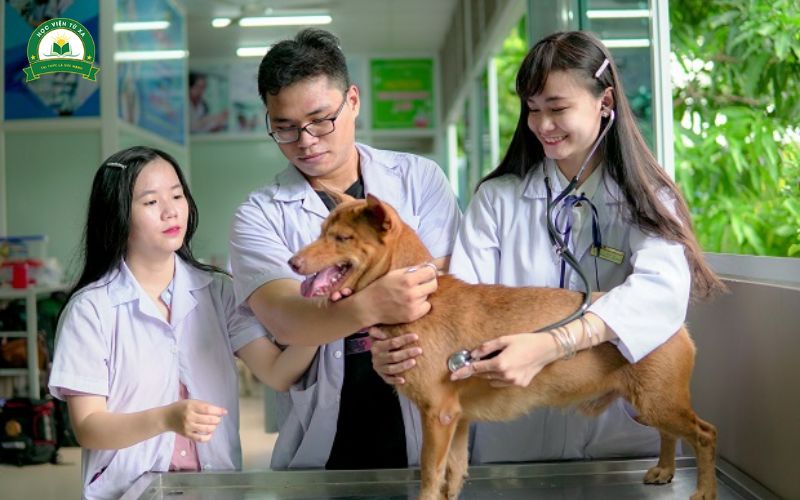Học Cao đẳng Thú Y sẽ được học những gì?