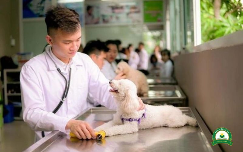 Học Trường đào tạo Cao đẳng Thú Y sẽ được học những gì?