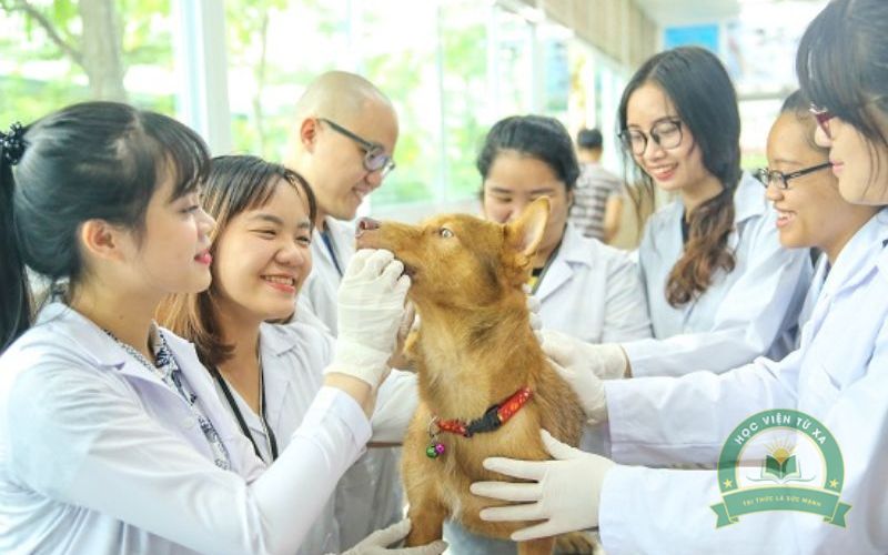 Chương trình Trung cấp ngành Thú Y Từ xa học những gì?