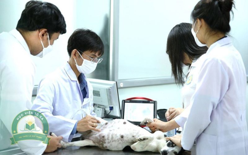 Trung cấp ngành Thú Y Từ xa đang được nhiều người quan tâm