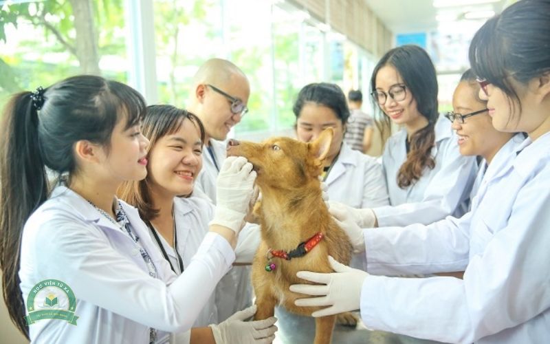 Chương trình Trung cấp Thú Y học cuối tuần học những gì?