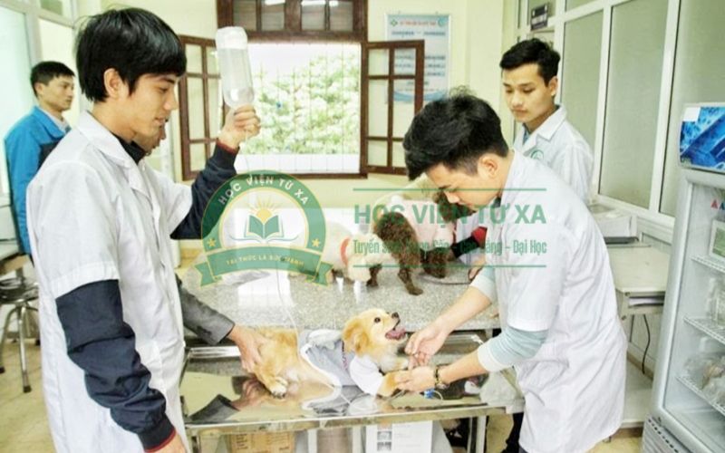 Đăng ký học ngành Thú Y học online