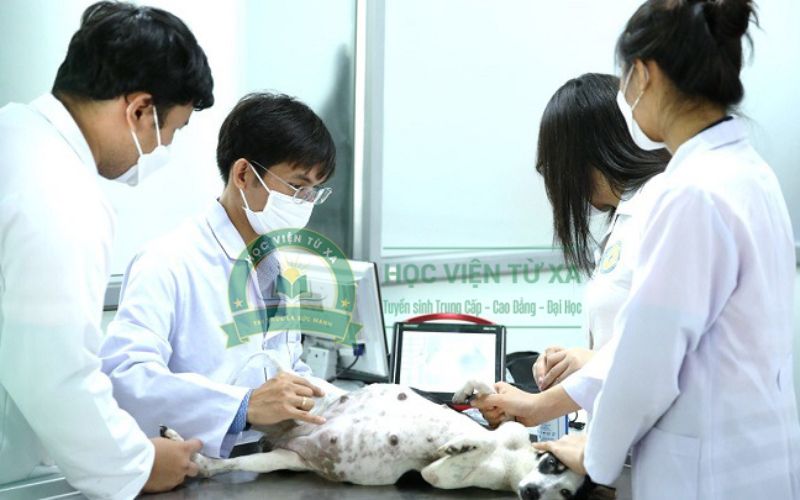 Trường đào tạo ngành Thú Y học online có bằng Chính quy