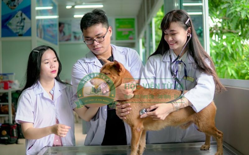 Học Thú y hệ vừa học vừa làm xong có thể làm công việc gì?
