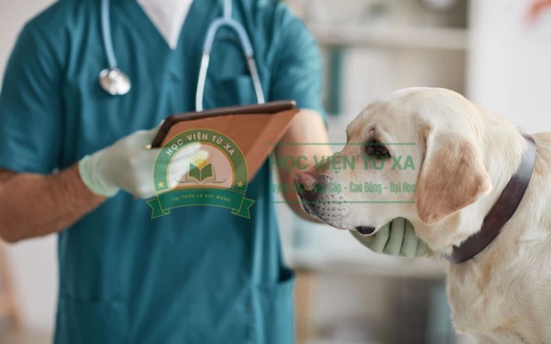 Học Thú y hệ vừa học vừa làm