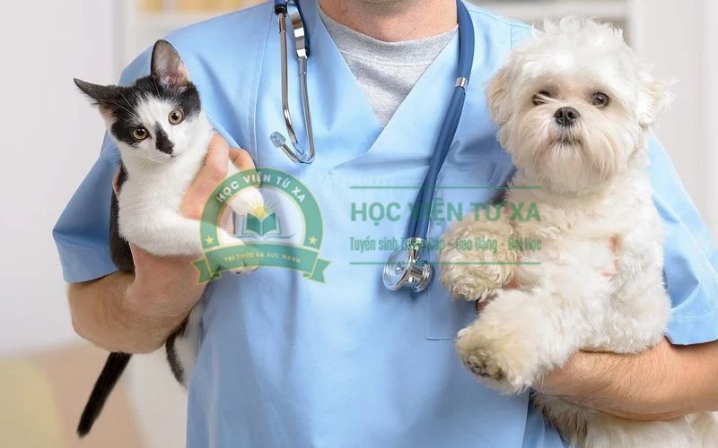 Trung cấp ngành Thú Y học online xong có thể làm gì?